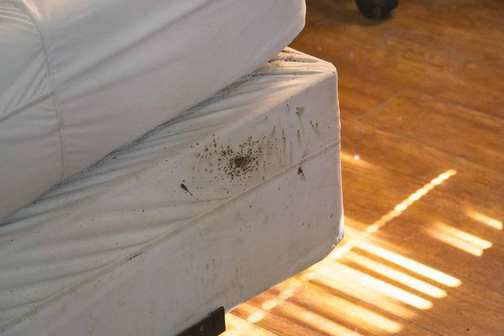 Где живут постельные клопы и как их найти, основные места обитания