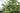 елка датская green trees