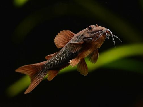 undeworld Сомики!