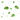 listki