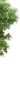 Дерево