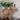 Devon-Rex