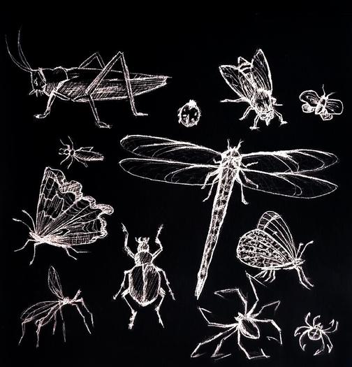 Беседа Дэвида Абрама и Софи Странд