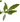 листик