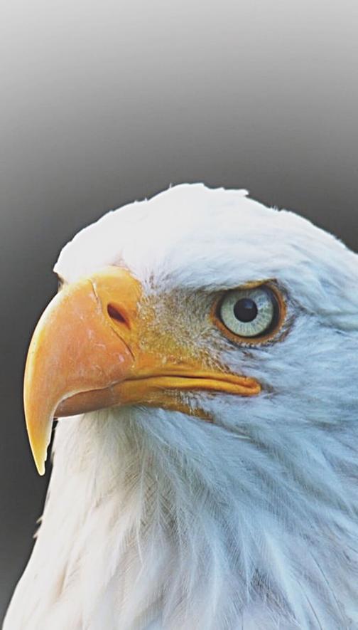 Как удалить птичий помет с кузова автомобиля?