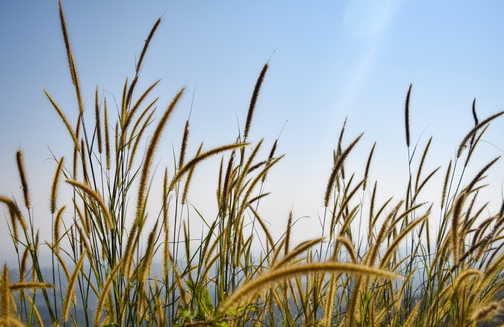 Пион степной