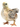 молодняк домашней птицы