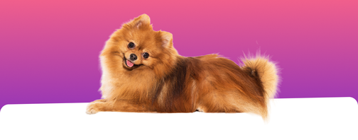 Ветеринарные услуги на дому