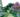 3D visual backyard with blooming tree and steps pathway to a patio area