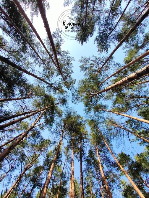 Apiactions 874021554