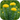 Родиола розовая