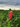<img scr = "foto sofia.jpg" alt = " Фото София" />