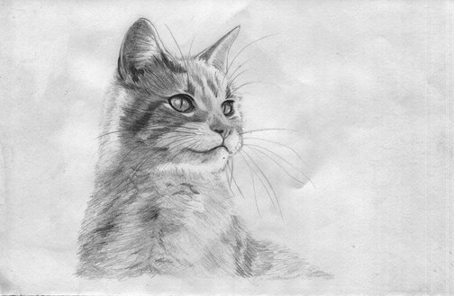 Рисунок кота карандашом поэтапно для начинающих легко (38 шт)