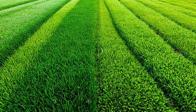 Различные типы газонов