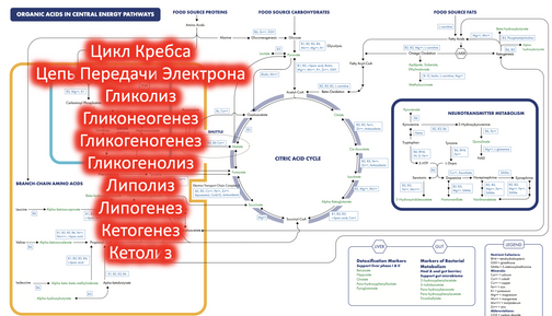 www.drlobuznov.ru