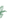 Папоротник