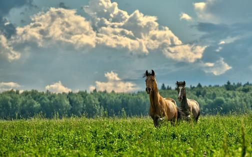 ИКСОР - автоматическое оборудование для конюшни
