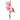 розовый цветок