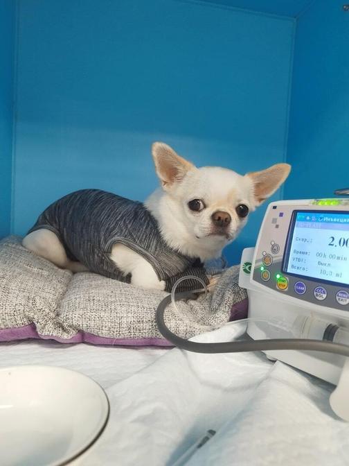 Лечение вирусных инфекций у животных в Калининграде - ВЕТ39