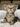 Devon-Rex