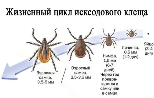 Как выглядит самка клеща