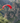 polyot_na_paraplane_s_instruktorom_v_yuce_2