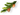 ветка ели с шишками