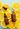 ACSens – Fragrances and Perfume Compounds. Essential oils.