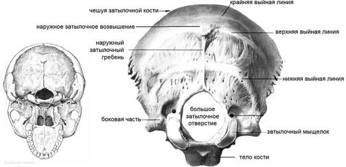 Болит затылок с левой стороны головы: причины, диагностика и лечение | КИМ