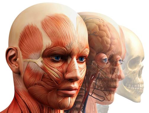 avesstudy.ru