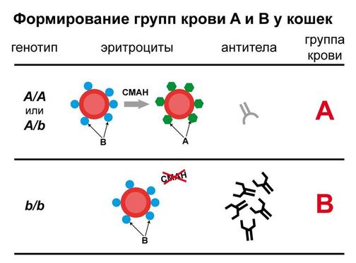 Самые сексуальные: как группа крови влияет на поведение людей в постели