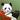 Panda eats bamboo