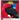 The frigate bird is the national bird of Antigua and Barbuda.