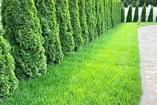 Премиум газон