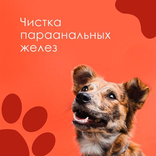 Чистка параанальных желез у собак в Иркутске. «Витаген»