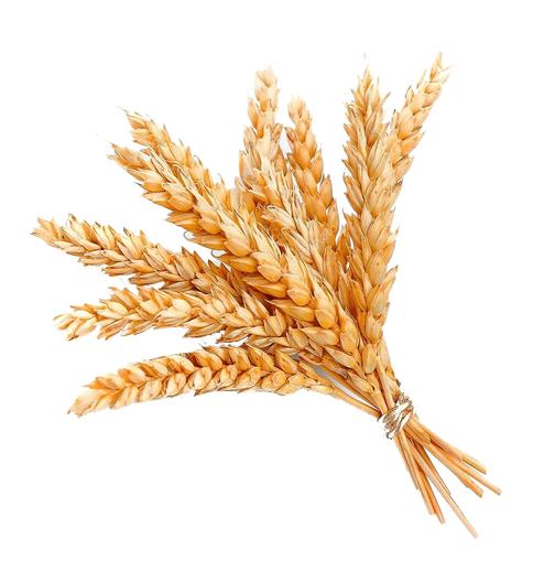 Пшеница