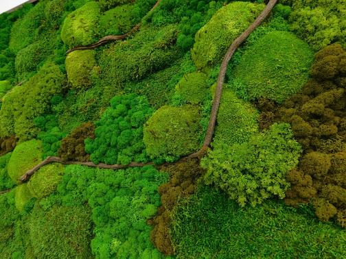 Стабилизированные растения: преимущества, история появления