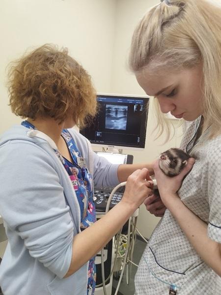 УЗИ животным в Калининграде - VET-39