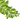Ветвь 