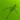 Grasshopper