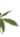 листья
