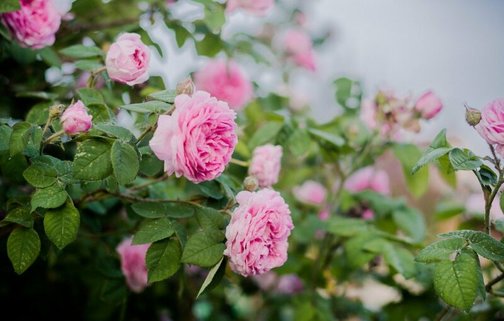 Уход за розами в апреле — мае: Важнейшие моменты для разных видов роз в период весны