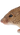 дератизация