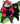 HamsterPunch Graphic