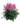 Многолетние цветы