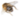 Пчёлы