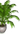 tsvetok_v_gorshke