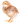 домашняя птица