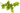Дуб