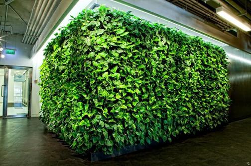 Купить фитостену, живую стену из растений по низкой цене в Nature Walls